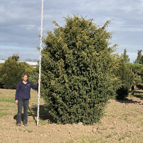 Taxus baccata 'Dovastonii Aurea'